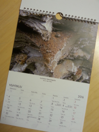 Calendar with winning photos